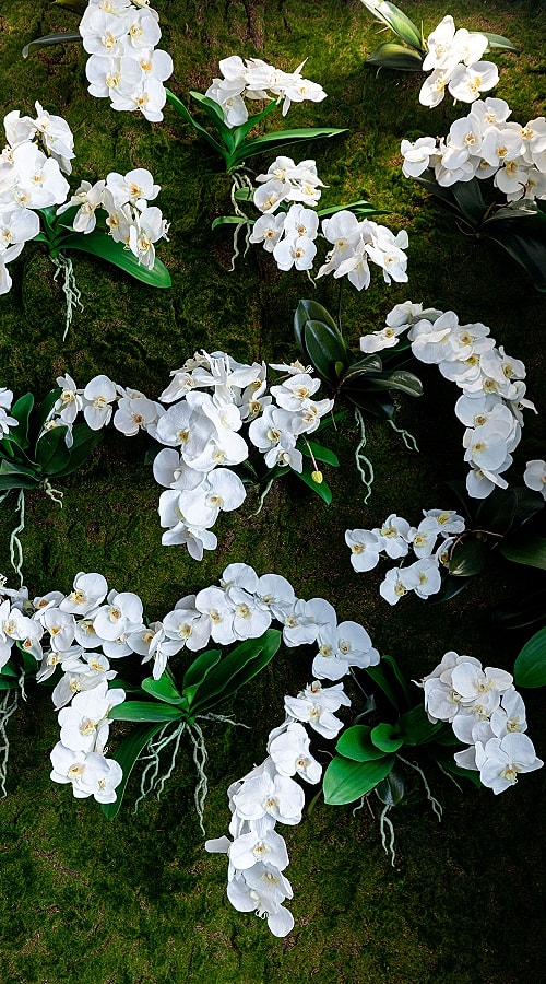 White orchids on a green moss background.